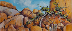 Shepherd Tree, Namibia | 2019 | Oil on Canvas | 46 x 64 cm